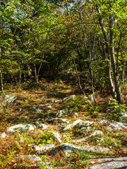 A stony hiking path in morning sunshine at the North Mountain and Laurel Run Trail, West Virginia and Virginia.