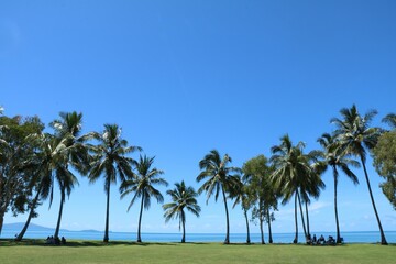 Fototapeta premium Beautiful view of lush palm trees against a bright blue sky at a beach on a summer day