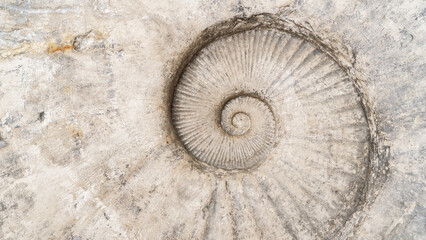 Abstract background with ancient prehistoric ammonite fossils. Fossil spiral mollusk close-up....