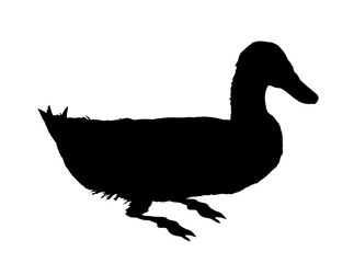 Wild duck vector silhouette illustration isolated on white background. Wildlife fowl poultry symbol. Farm bird sign. Restaurant food menu.