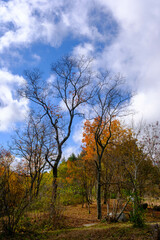 秋の紅葉が進み、葉が落ちていく晩秋。晴れた日に神戸森林植物園で撮影