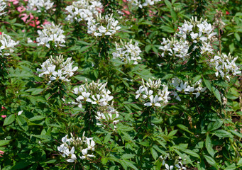 Cleome spinosa or houtteana | Spider flower or grandfather's whiskers with white inflorescence, spirally, palmately leaves with leaflets and long-stalked carpels on slightly thorny stems