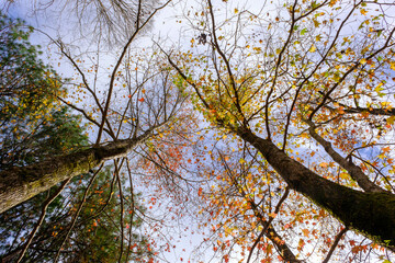 秋の紅葉が進み、葉が落ちていく晩秋。晴れた日に神戸森林植物園で撮影