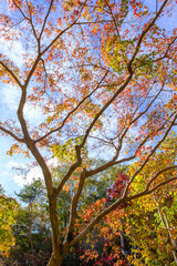 秋の紅葉が進み、葉が落ちていく晩秋。晴れた日に神戸森林植物園で撮影
