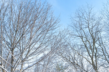 Winter trees frozen with no leaves, winter landscape, bare branches at bright sunny day light in the forest. Nature scenery in North America winter park. Morningside park, Toronto, Ontario, Canada