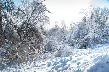 Frozen snowy winter landscape with snow capped trees branches, bright sunny day light in the forest. Amazing nature scenery in North America winter park. Morningside park, Toronto, Ontario, Canada