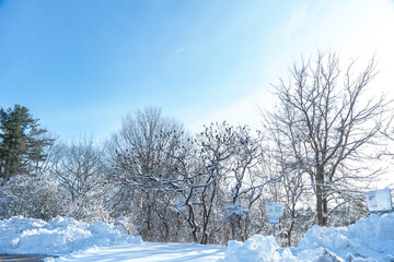 Morningside Park in snowy winter, picturesque wonderland, for visitors to enjoy. Trees blanketed in a layer of pristine white snow. Park used for healthy activities, snowshoeing, skiing.