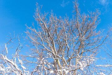 Frozen snowy winter landscape with snow capped trees branches, bright sunny day light in the forest. Amazing nature scenery in North America winter park. Morningside park, Toronto, Ontario, Canada