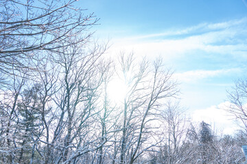 Winter trees frozen with no leaves, winter landscape, bare branches at bright sunny day light in the forest. Nature scenery in North America winter park. Morningside park, Toronto, Ontario, Canada