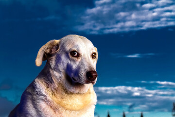 Medium shot portrait photography of a happy dog sitting against a blue sky natural background