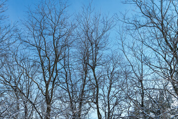 Fototapeta na wymiar Winter trees frozen with no leaves, winter landscape, bare branches at bright sunny day light in the forest. Nature scenery in North America winter park. Morningside park, Toronto, Ontario, Canada