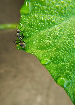 Closeup of a Polyrhachis dives standing on a green leaf covered in water droplets
