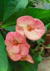 Obraz premium Vertical closeup of peachy pink Euphorbia milii, Crown-of-thorns flowers captured from top view