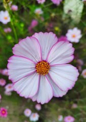 Obraz premium Vertical top view closeup of a beautiful Garden Cosmos, Cosmos bipinnatus flower