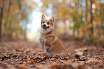 Naklejka na ściany i meble dog doing trick in a autumn forest, welsh corgi Pembroke dog 