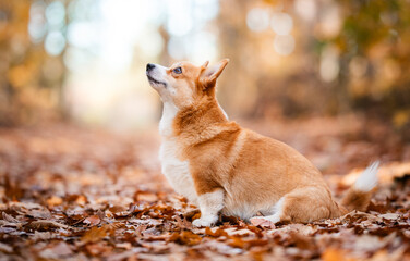 dog doing trick in a autumn forest, welsh corgi Pembroke dog  - obrazy, fototapety, plakaty