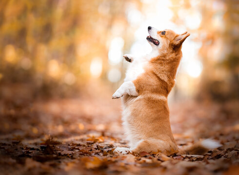 dog doing trick in a autumn forest, welsh corgi Pembroke dog 
