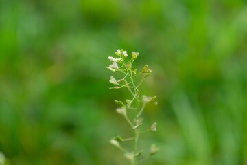 Heart shaped green leaves of the SHeart shaped green leaves of the plant in the nature or in the garden. Slovakiahepherd's Purse plant in the nature or in the garden. Slovakia....