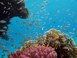 Colorful tropical fish on a coral reef, amazingly beautiful fairy world. In the coral gardens of the Red Sea.

