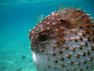 Fish hedgehog. Yellow-spotted cyclicht - grows up to 34 cm, feeds on crustaceans and molluscs. In...