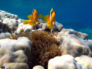 Clown fish amphiprion (Amphiprioninae). Red sea clown fish. 