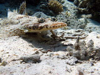 
Crocodile fish, fish bone type fish Osteichthyes Flathead (Platycephalidae). 
