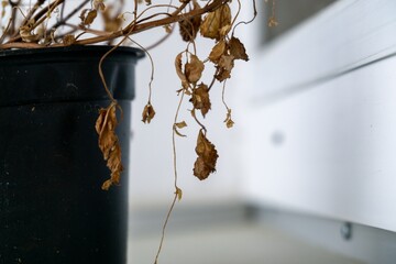Dry dead plant in the pot on the window sill. Slovakia