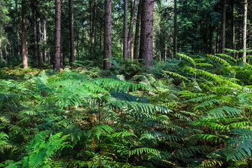 Naklejka premium Beautiful view into a green forest with sunlight