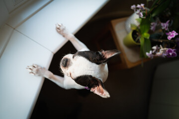Boston Terrier dog seen from above. She is standing on her back legs with her paws on a windowsill....