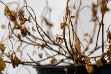 Dry dead plant in the pot on the window sill. Slovakia