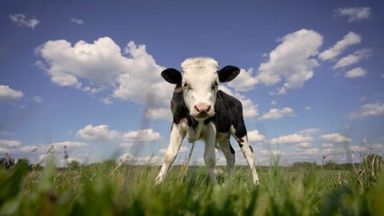 A small cow grazes in a meadow on a summer day. Little calf in the pasture. A small black and white bull grazes in a summer meadow. © Ruslan