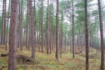 Obraz premium Forest with many trees in spring