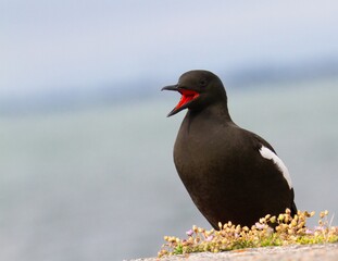 Adult black guillemot resting on the ground.