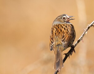 Adult dunnock singing on a branch.