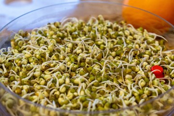 Mungo bean sprouts in the bowl in the kitchen - detail. Slovakia