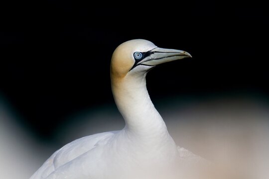 close-up and out-of-focus of an adult northern gannet resting on the cliff.