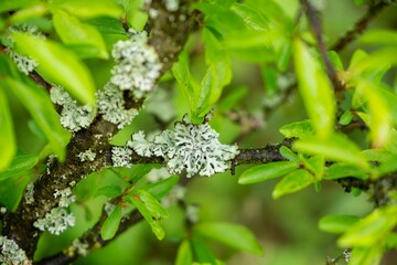 A lichen is a composite organism that arises from algae or cyanobacteria living among filaments of multiple fungi species. Slovakia