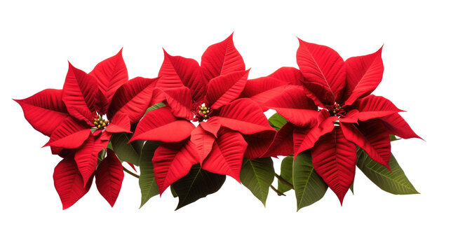 PNG Christmas flower red poinsettia isolated