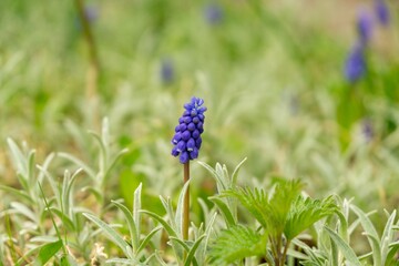 Blue Muscari flower in the garden during spring. Slovakia