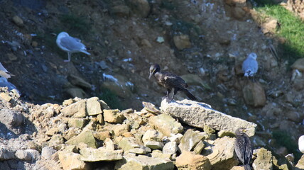 Côte Normande
