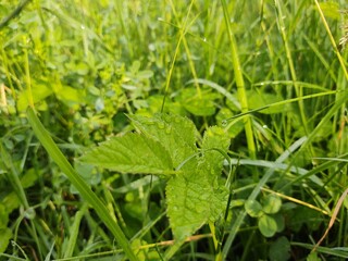 Beautiful green Aegopodium plant - ground elder in the forest in nature. Slovakia