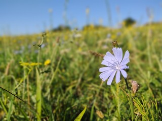 Purple and blue chicory flower in the nature. Slovakia