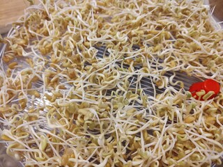 Mungo bean sprouts in the bowl in the kitchen - detail. Slovakia
