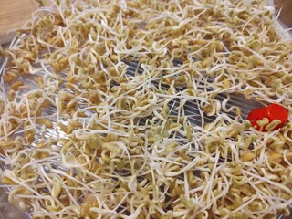 Mungo bean sprouts in the bowl in the kitchen - detail. Slovakia
