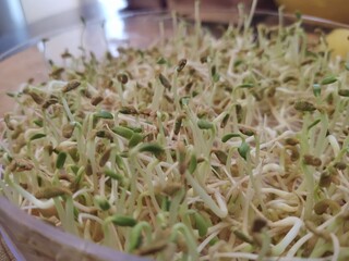 Mungo bean sprouts in the bowl in the kitchen - detail. Slovakia
