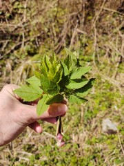 Beautiful green Aegopodium plant - ground elder in the forest in nature. Slovakia