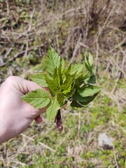 Beautiful green Aegopodium plant - ground elder in the forest in nature. Slovakia