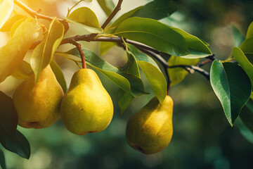Obraz premium Ripe Pears: Fresh and Healthy Fruits on a Bountiful Tree in the Summer Orchard