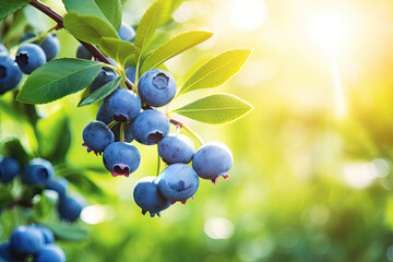 Ripe Blueberries: Fresh and Healthy Nature's Delight on a Lush Green Bush