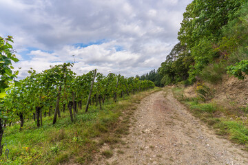 Fototapeta na wymiar Famous slate soils vineyards on the Moselle